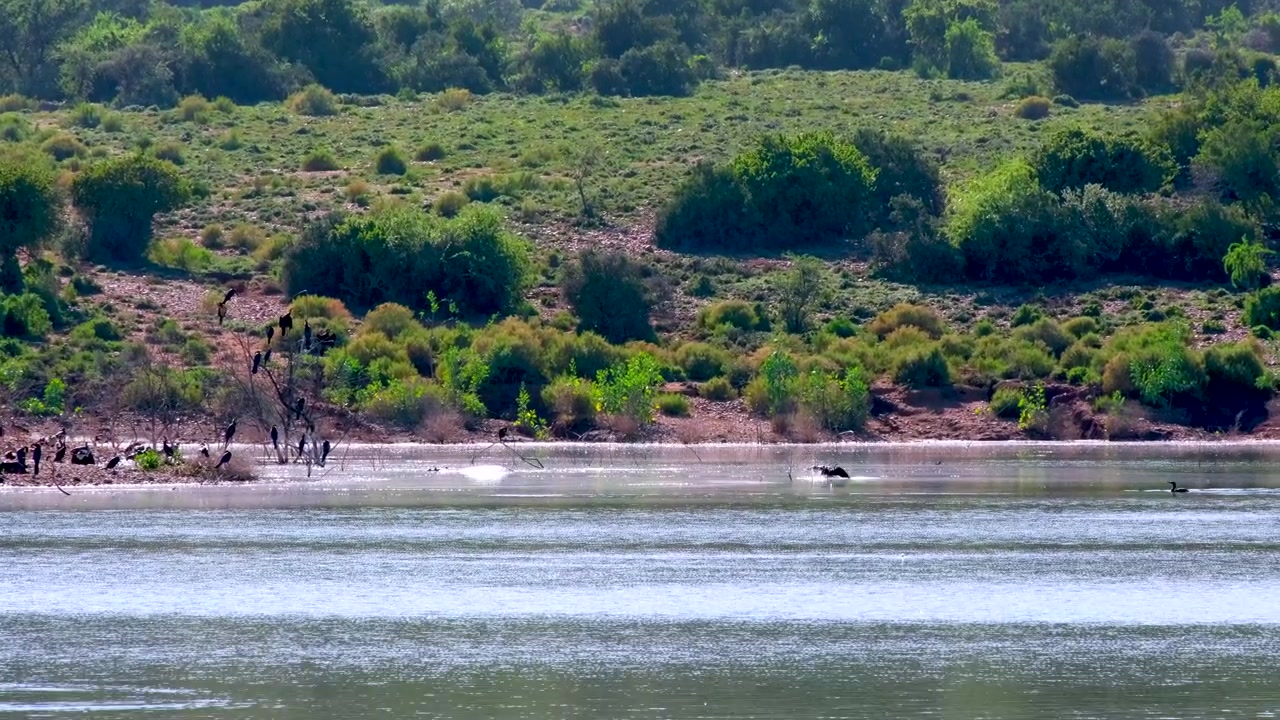 Storskarv (Phalacrocorax carbo) soler seg på bredden av Klein Karoo-demningen, telefoto.