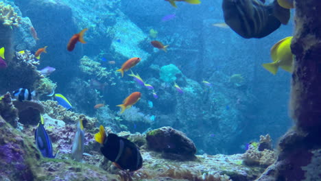 Peces-Exóticos-Nadando-Entre-Rocas-Dentro-De-Un-Acuario