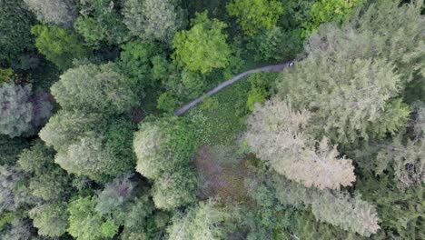 Blick-Von-Oben-Nach-Unten-Auf-Wanderer-Entlang-Eines-Waldwegs-Neben-Einer-Flusslichtung-In-4k