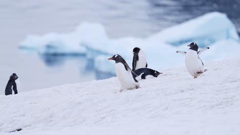 Funny-Animals-with-Penguins-Running-and-Chasing-Each-Other,-Antarctica-Wildlife-of-Gentoo-Penguin-Colony-on-Snowy-Snow-on-Antarctic-Peninsula-in-Winter-in-Slow-Motion