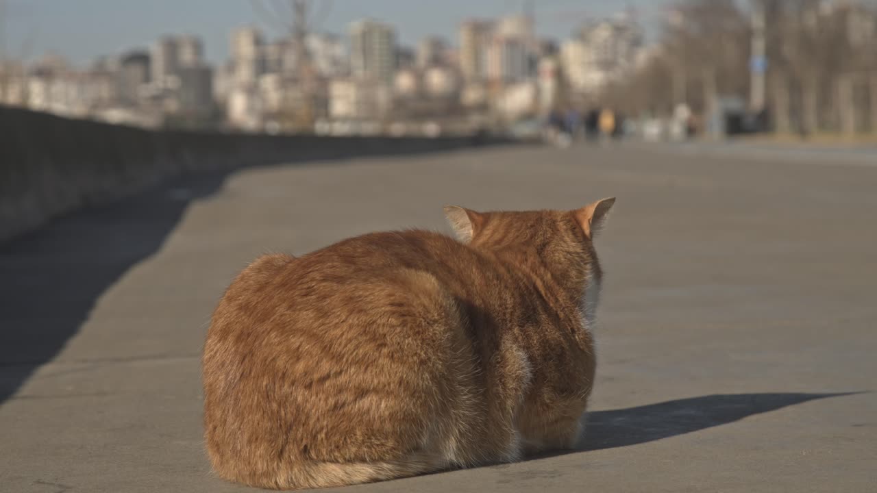 street cat, lying down, licking, cleaning, 4k UHD slowmo
