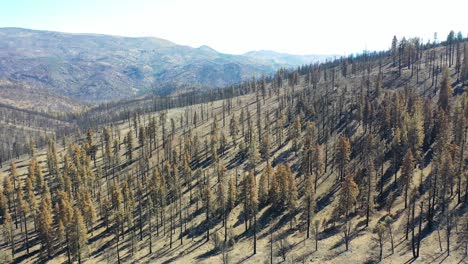 Antena-Sobre-árboles-Forestales-Destruidos-Quemados-Y-Destrucción-Del-Desierto-Del-Fuego-Caldor-Cerca-Del-Lago-Tahoe,-California