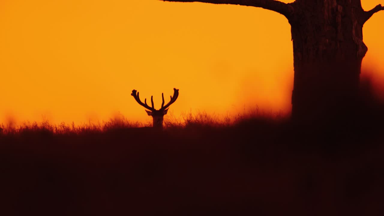 disparo estático dramático de la silueta de un ciervo macho con un gran estante mirando sobre la cresta de una colina cerca de un árbol mirando fijamente y las orejas temblando, cámara lenta