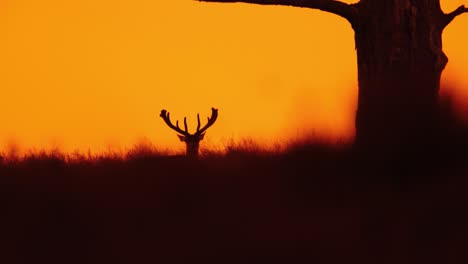 dramatic static shot of the silhouette of a male deer with a large rack looking over the crest of a hill near a tree staring and ears twitching, slow motion