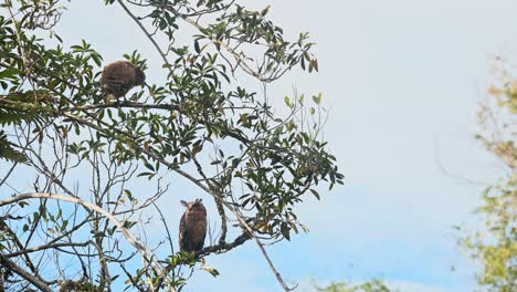 a fledgling on the top looking back and calling the mother down below, buffy fish owl fledgling and mother, ketupa ketupu, thailand