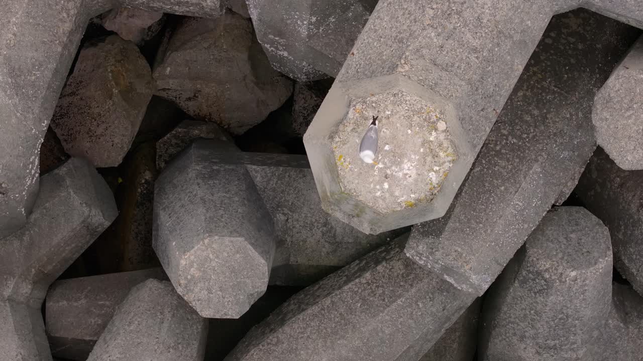 Seagull Perching On Tetrapod On Ocean Coast Before Flying. overhead shot