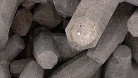 seagull perching on tetrapod on ocean coast before flying. overhead shot