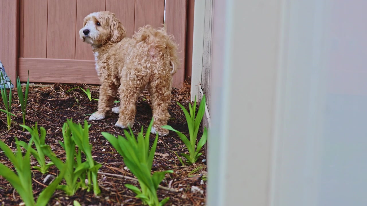 Cane che scava vicino a una recinzione in giardino di giorno, mentre esplora piante e terra