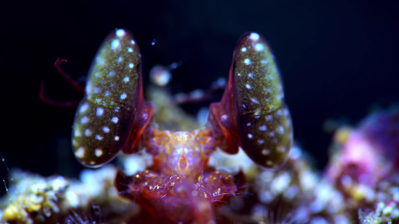 리사의 사마귀 새우 스피어링 사마귀 새우 lysiosquillina lembeh 4k 25fps
