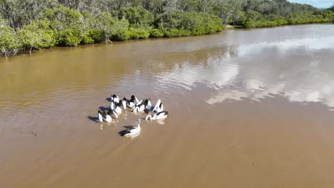 aerial view of australian pelicans feeding in a tight circle in a muddy estuary
