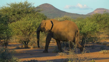 Footage-Of-An-Elephant-Walking-In-Savannah