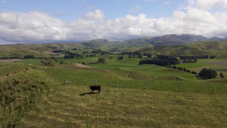 Ganado-Angus-Negro-En-La-Cima-De-Las-Ondulantes-Colinas-De-Nueva-Zelanda-En-Un-Día-Soleado