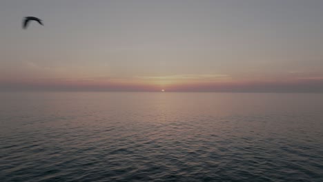 Seagull-flying-over-a-calm-sea-at-sunset-in-Portugal