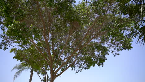 moving camera looks up to the trees greenery, sun rays coming through the leafes