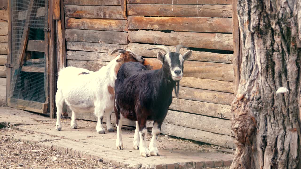 시골의 농장에서의 염소
