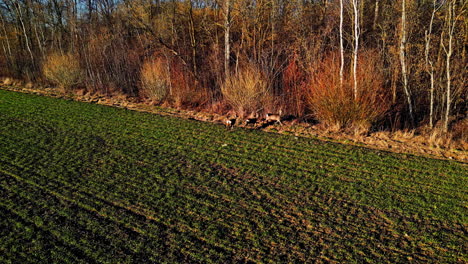 Wild-deer-aerial-edge-of-forest-and-open-field-nature-animal-habitat-wildlife