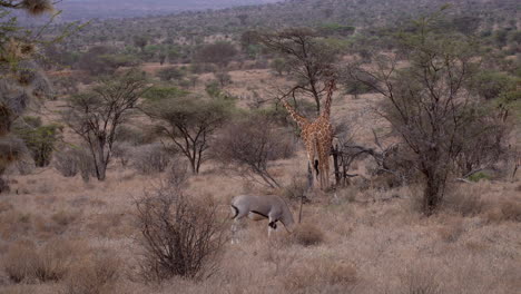 giraffes in a national park of kenya