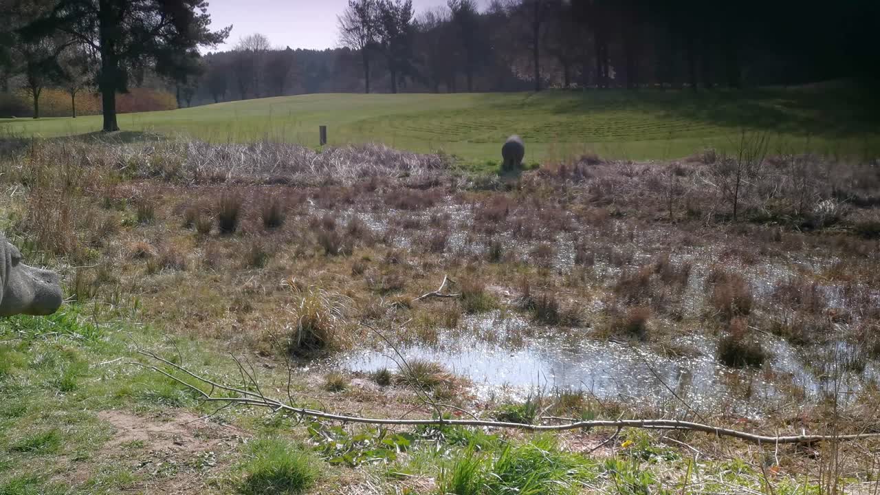 hipopótamos de piedra decorativa aligerando el ambiente en el parque local en fife escocia