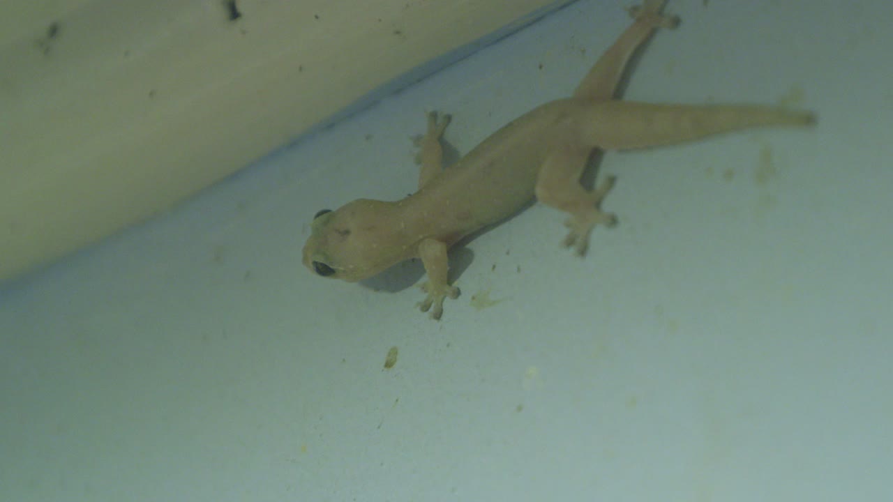 Small gecko wait on the blue wall. Evening. Pitcairn Island. Adamstown.