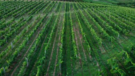 Vista-Aérea-Del-Viñedo-Al-Atardecer-Con-Uvas-Para-El-Vino