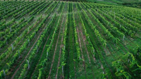 vista aérea del viñedo al atardecer con uvas para el vino