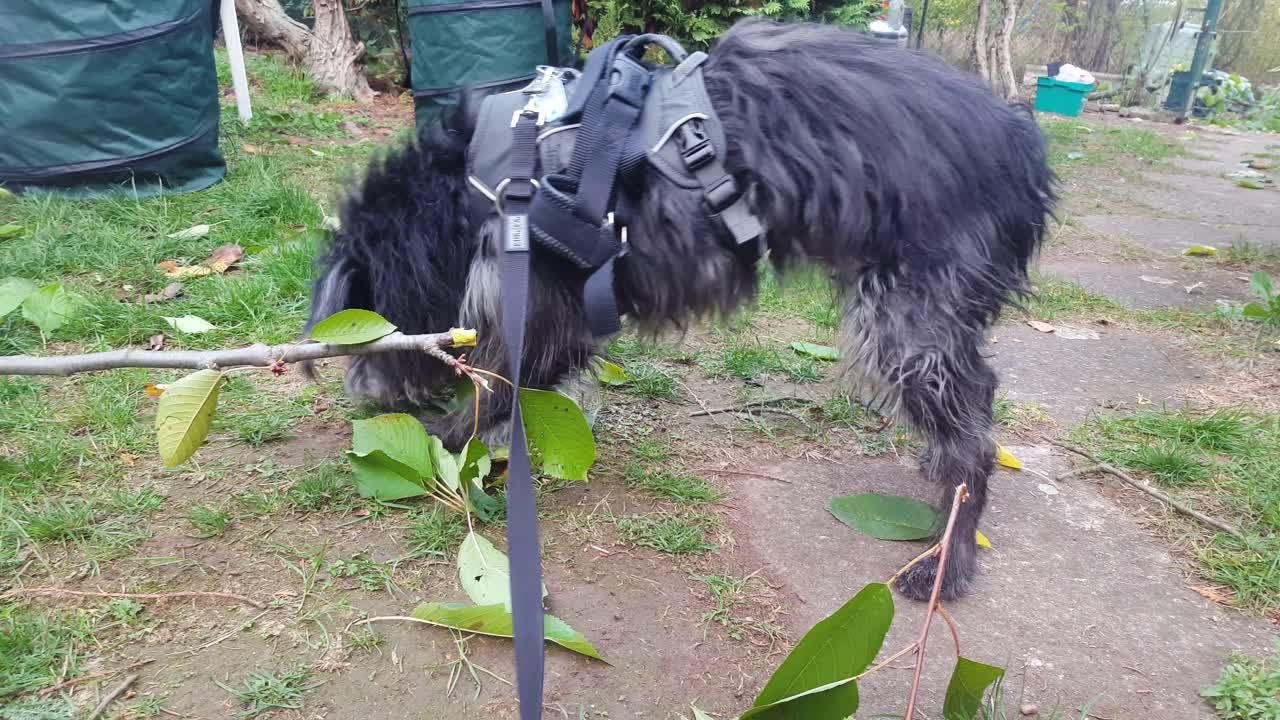 perro jugando con una rama durante la jardinería