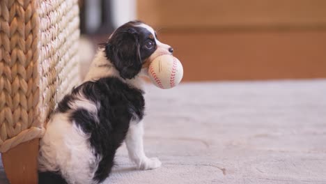 adorable puppy laying on a living room carpet, and playing with a baseball