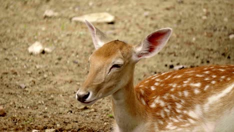 sika deer lying on the ground almost asleep and chewing