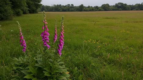 A stunning view of vibrant purple foxglove flowers standing tall in a lush green field, showcasing nature's beauty amidst a peaceful rural landscape