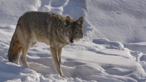 Kojote-Auf-Winterweg-Nahaufnahme-Slomo