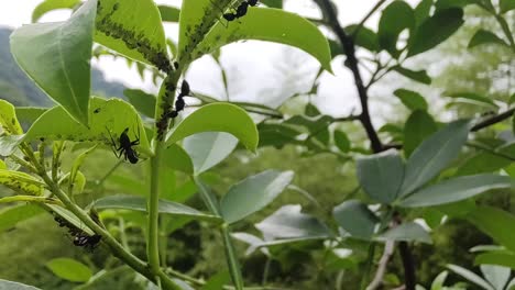 los pequeños insectos en el árbol de pimienta de sichuan son presa de las hormigas