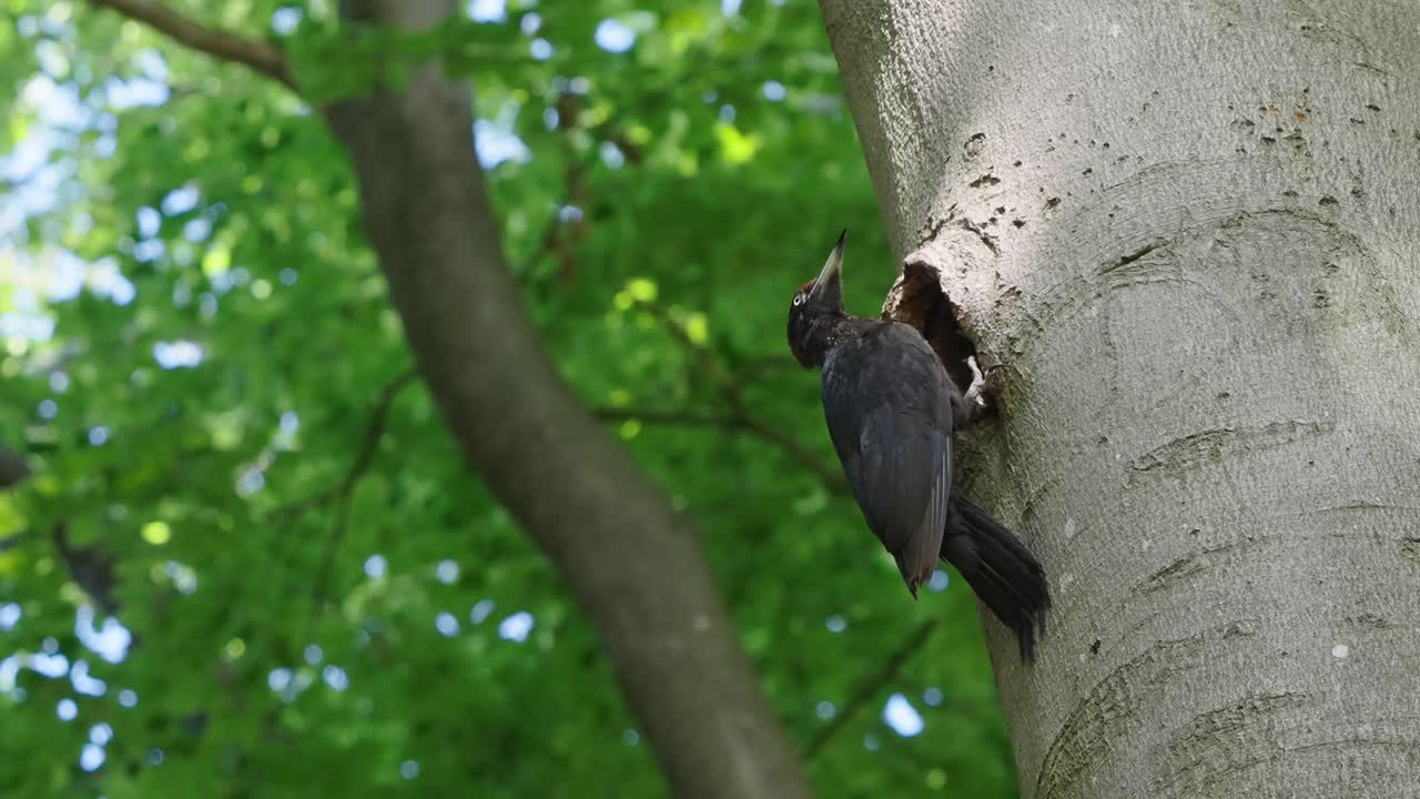 울창한 나무의 딱따구리