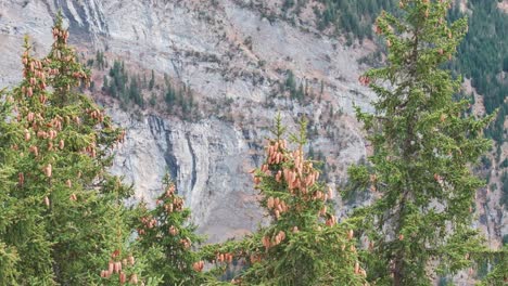 switzerland mountain rescue helicopter fly near steep mountainside, conifer tree