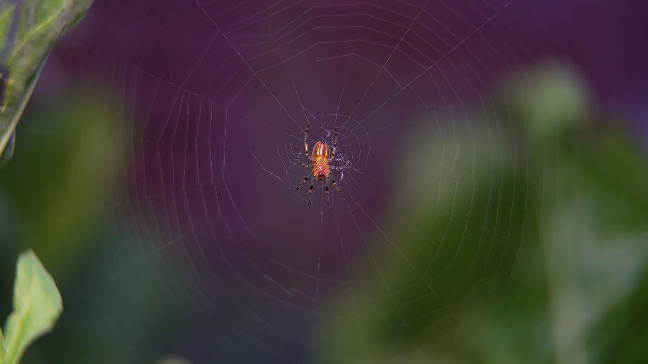 Closeup of an orb-weaver spider (Alpaida veniliae) at the center of her web.