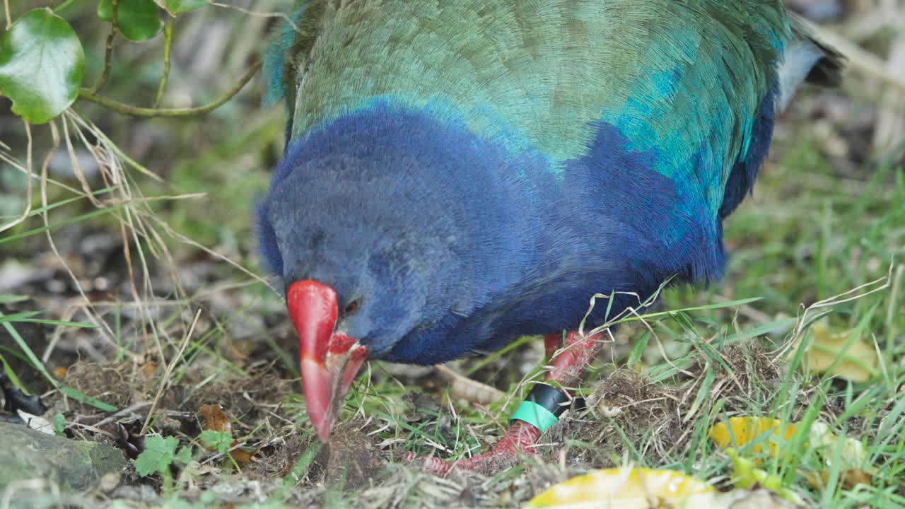 타카헤 섬 남쪽, 뉴질랜드 고유의 날지 못하는 새