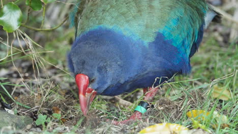 south island takahe flightless bird endemic in new zealand