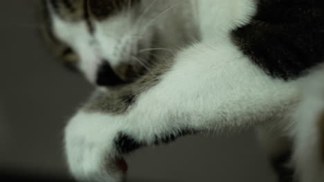 cute cat licking his paw