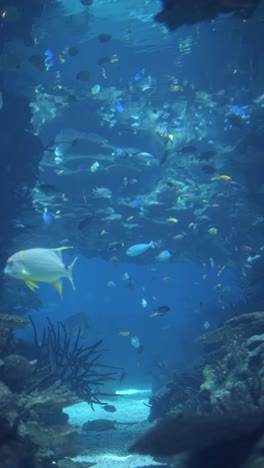 vibrant marine life in an underwater aquarium