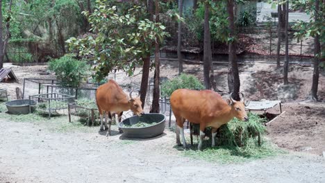 Banteng-Una-Especie-De-Vaca-Salvaje-Comiendo-Hierba