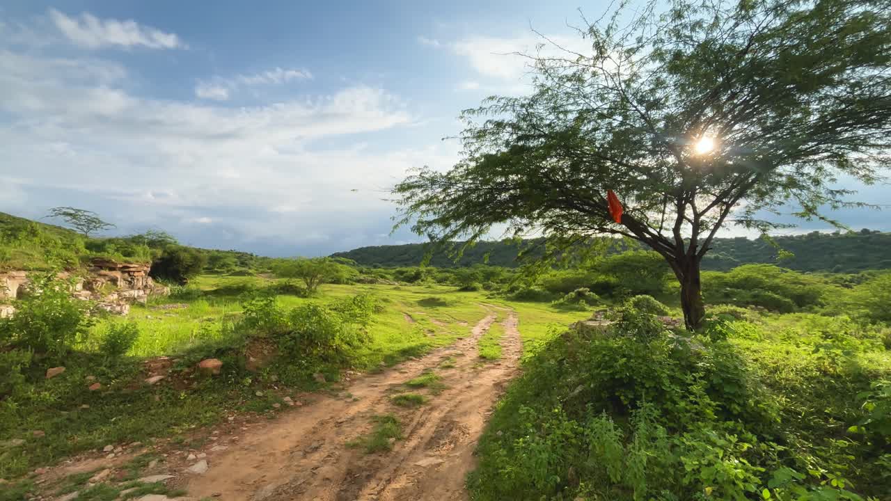 Bright sun shining through a Babool tree on a trekking trail in madhya pradesh india