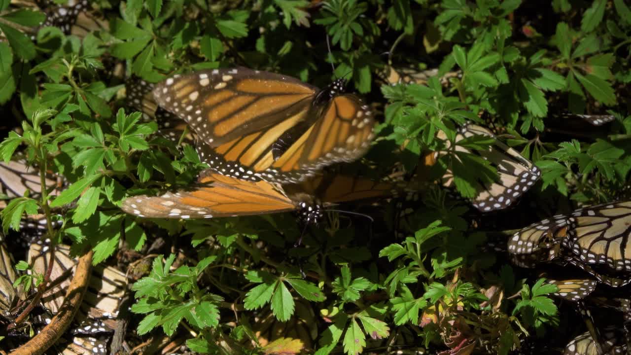dos mariposas monarca participan en su ritual de apareamiento en medio del follaje verde