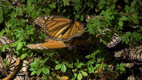 Two-monarch-butterflies-engage-in-their-mating-ritual-amidst-green-foliage