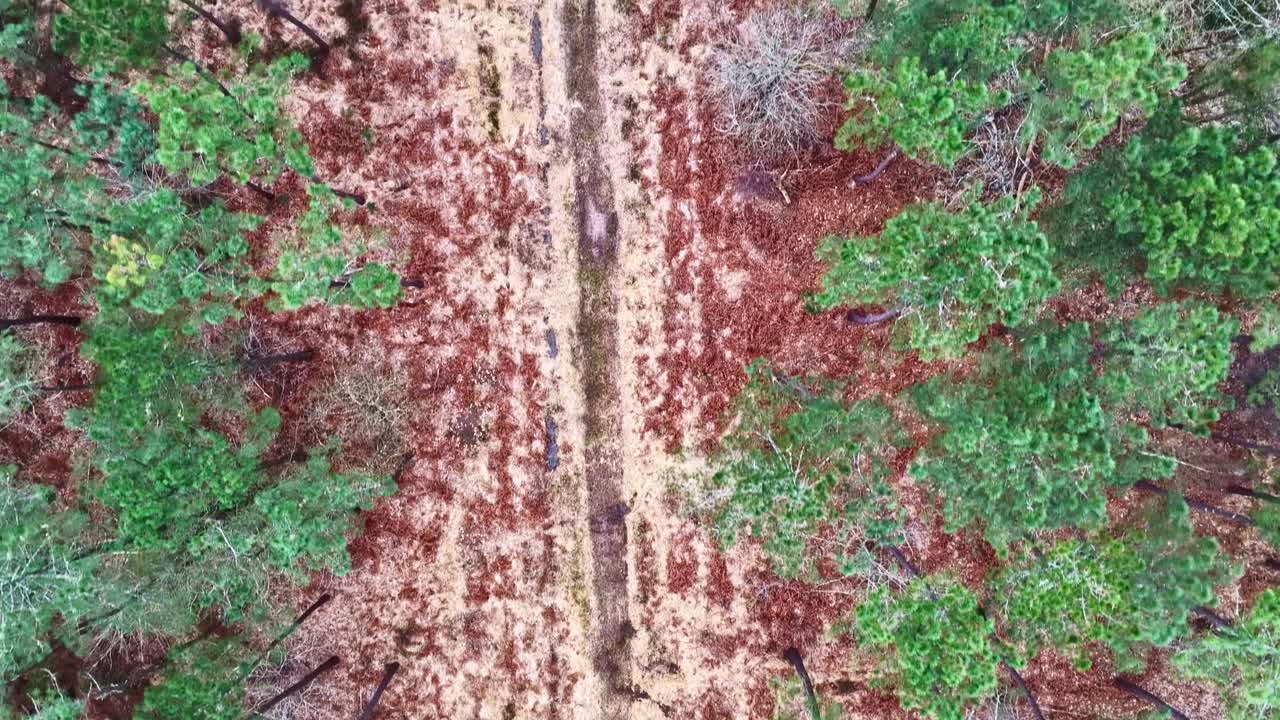 Ripresa con drone dall'alto di un sentiero sabbioso nel mezzo di un bosco verde