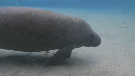 underwater shot of a manatee peacefully gliding over the sandy bottom of a florida spring