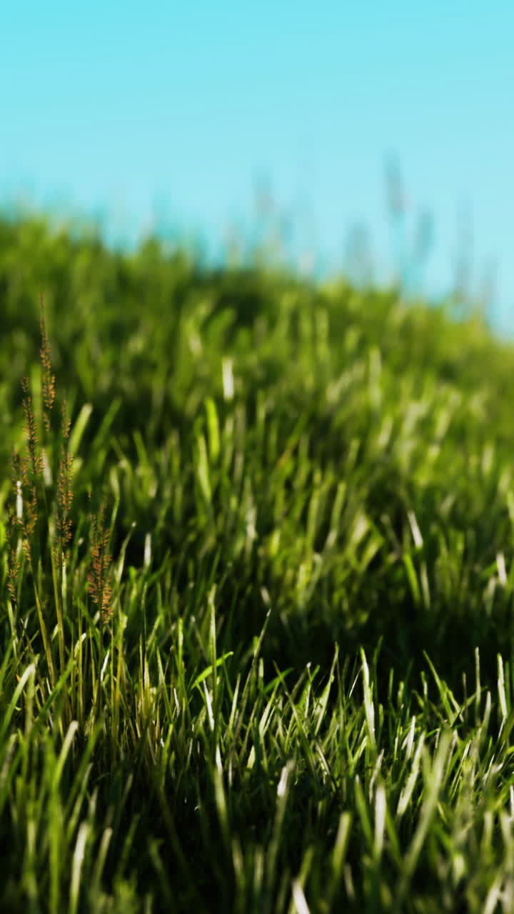 좋은 배경으로 녹색 신선한 잔디