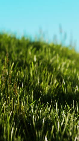 green fresh grass as a nice background