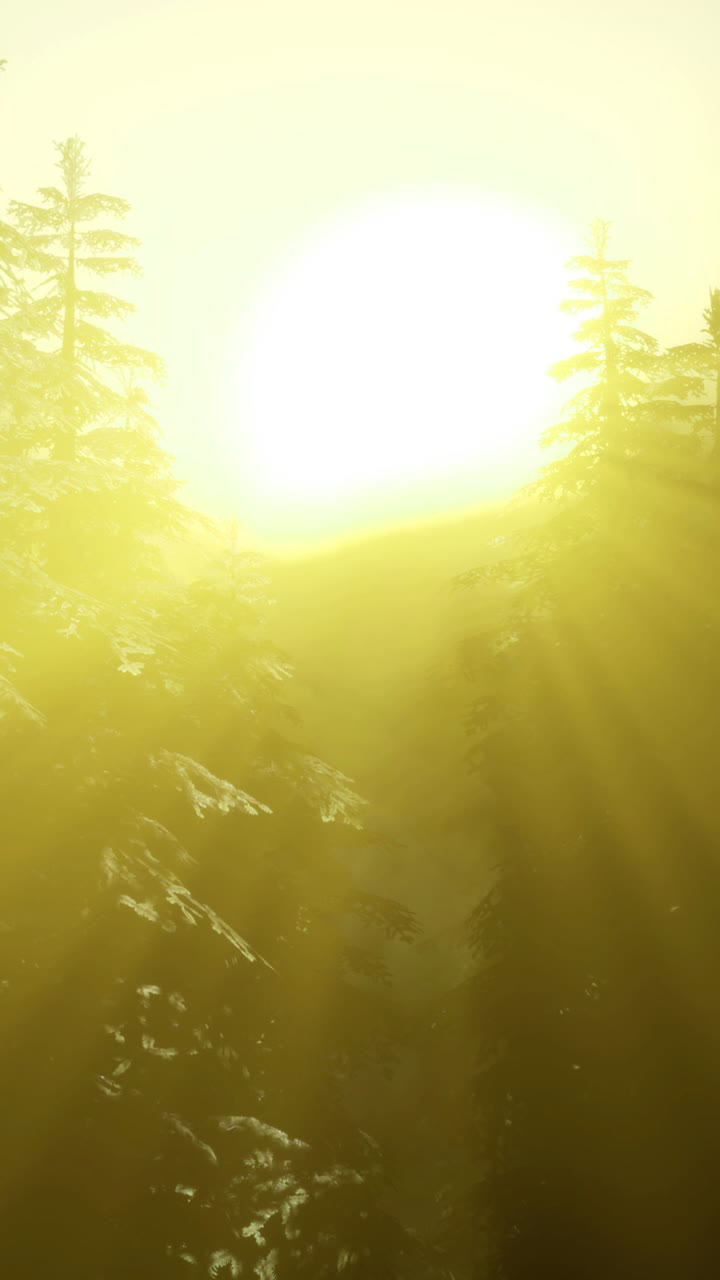 Sunrise over snowy forest with misty landscape in early morning hours