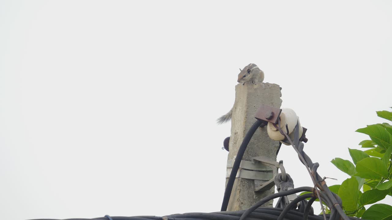 공원 근처 의 전기 기둥 에서 놀고 있는 도마 의 클로즈업