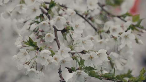 Blooming White Sakura Cherry Blossom Flowers. Close-up