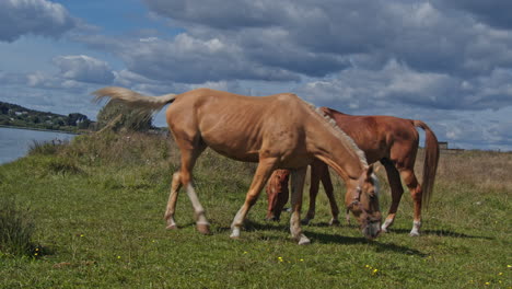 los hermosos caballos pastan pellizcando la hierba